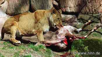 Zootiere als Raubtierfutter: Ist das nötig?