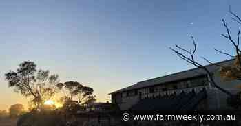 Thoughts of fruit picking soon forgotten in thrill of the shearing shed