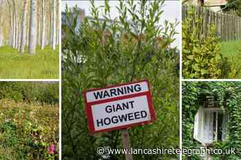 Garden plants could cost Brits £25k in their home's value