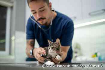 RSPCA warns English cat owners over incoming microchipping law