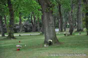 SPD in Steinheim setzt sich für Baumbestattung ein