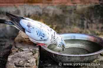 Leave bowl of water out in garden for animals this summer