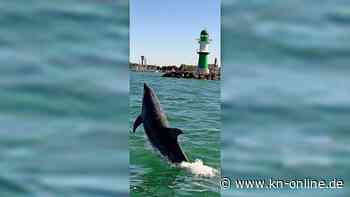 Warnemünde: Video zeigt Delfin vor Warnemünde – Ist es „Delle“ aus der Lübecker Bucht?
