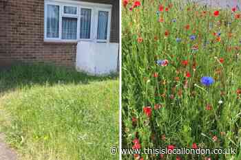 Nature or nurture debate over uncut grass verges in Havering