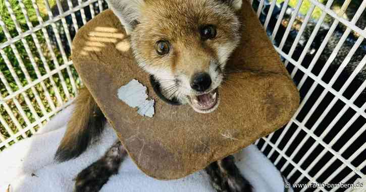 Fuchsjunges nach drei Wochen von Müll um Hals befreit