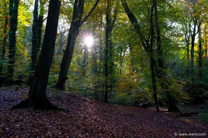 Dry conditions put young trees at risk