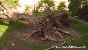 Trees thriving with frequent rain despite a few isolated issues