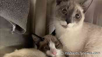 34 cats surrendered from Pueblo home