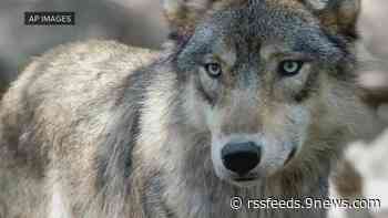 'Born To Be Wild' wolf license plate coming to Colorado