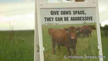 Cows attack jogger on Boulder County trail