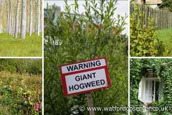 Garden plants could cost Brits £25k in their home's value