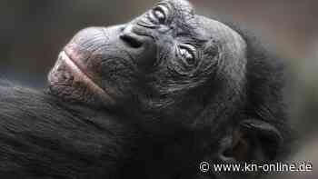 Ältester Menschenaffe der Welt tot: Was wir von Bonobo Margrit lernen können