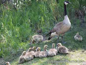 Edmonton weather: Hot, blustery but air quality improves …for now