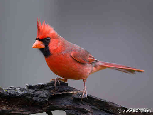 June bird forecast: Chickadees and Cardinals