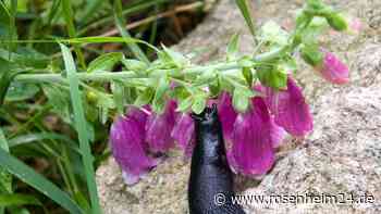 Schützen Sie Ihre Pflanzen mit Fingerhut vor Schnecken