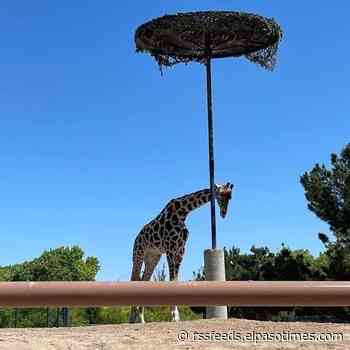 Online petition calls for relocating 'lonely' giraffe Benito in Juárez to Texas ranch