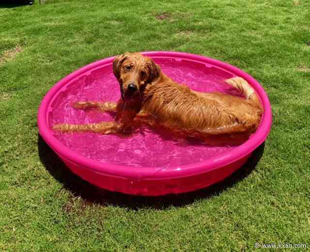 Heat safety tips (for people and pets) as Austin hits 100-degree days