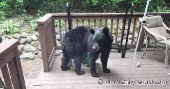 Officials: Black bear spotted near Antioch