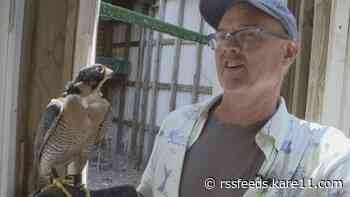 Beloved Stillwater HS teacher, master falconer retires after 33 years