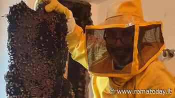 Un alveare con centomila api in una villetta alle porte di Roma: la scoperta da record