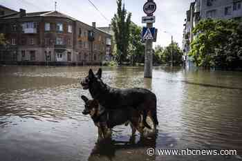 Drowned zoo animals and rescued pets: Ukraine counts ‘catastrophic’ environmental cost after dam blast