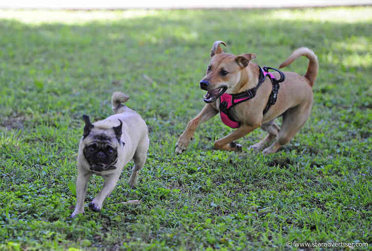Kokua Line: When will CORP dog park reopen?