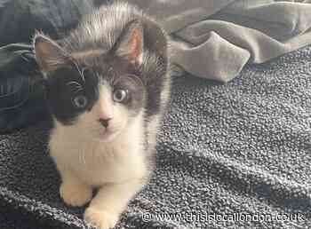 Teenagers caught 'trying to drown' kitten in Stoke Newington