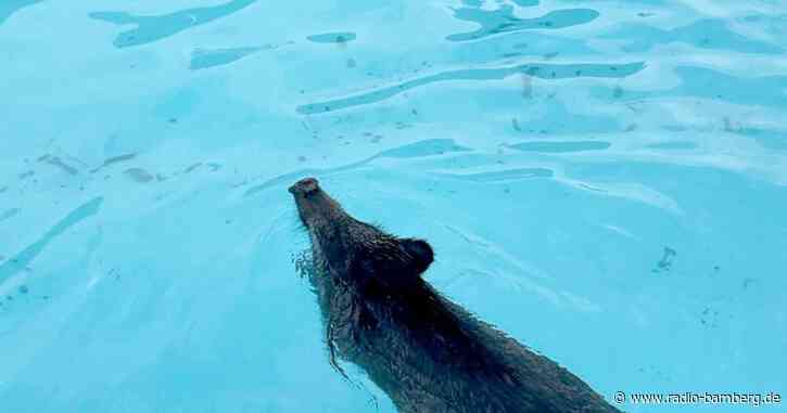 Tierischer Badegast – Wildschwein im Swimmingpool