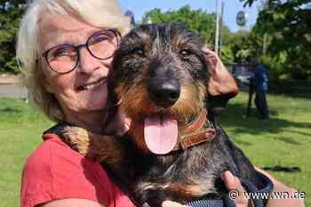 Alle wollen Dackel: Dieser Vierbeiner ist gerade wieder stark gefragt