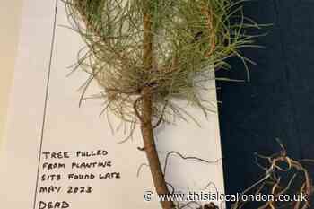 Vandals suspected to have uprooted trees in a Brentwood park