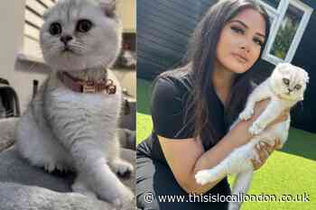 Romford cat who loves football and TikTok wins best pet comp