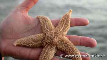 Hunderte Seesterne an Stränden der Bretagne angespült