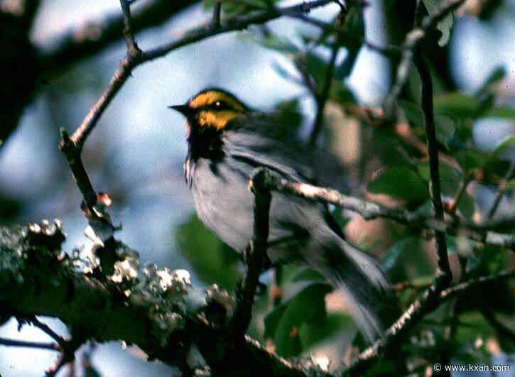 Central Texas bird featured on stamps honoring Endangered Species Act