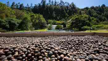 Coffee is consumed everywhere — even in space. How did it win over the world?