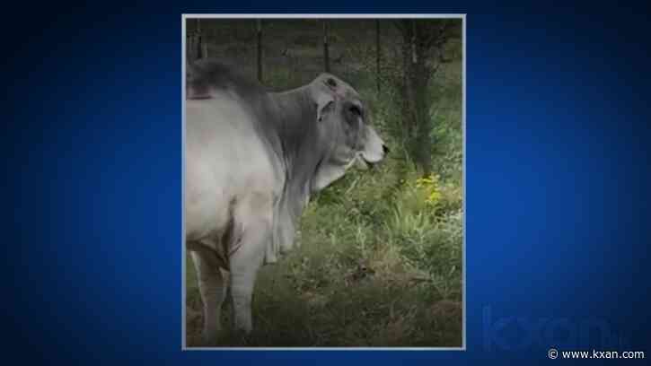 WATCH: Central Texas bull and fawn become furry friends
