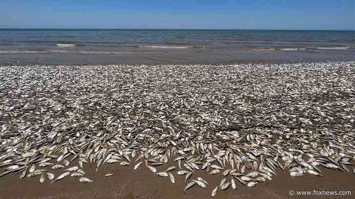 Texas Gulf Coast beach covered as thousands of dead Menhaden fish wash ashore