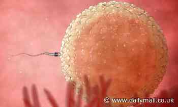 Scientists develop algorithm that can spot healthiest sperm - and it could make IVF cheaper!