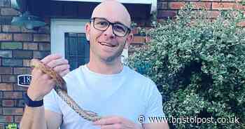 Stunned Bristol driver finds 2ft snake peeping through car's grille