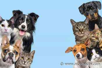 Le nom de votre chien ou de votre chat est-il vraiment original? Ce classement vous répond