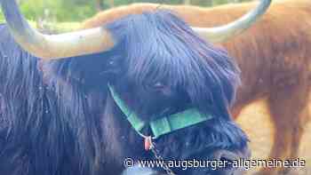 Die schottischen Hochlandrinder fühlen sich pudelwohl in der Wolfzahnau