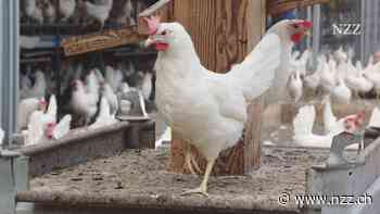 NZZ FORMAT - Acker für uns, Abfall dem Tier - wie Nutztiere in ein nachhaltiges Ernährungssystem passen