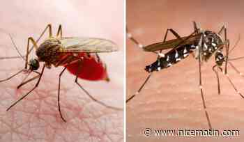 Moustiques: on vous explique pourquoi certaines peaux attirent davantage que d'autres