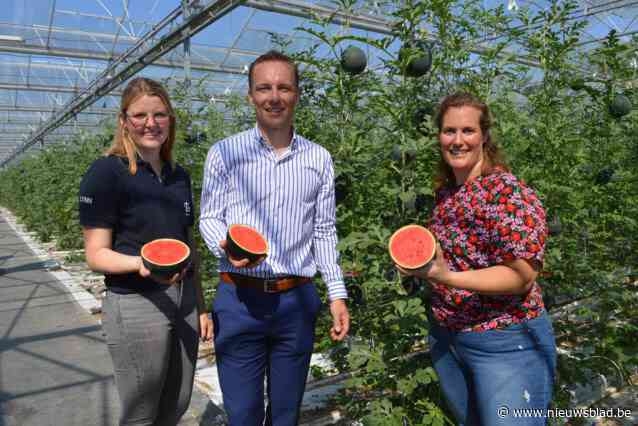Lynn uit Nevele teelt enige Belgische watermeloenen: “Compact, smaakvol en goede textuur”
