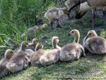 Edmonton weather: Hazy skies as air quality remains poor