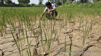 Rohstoffe: Deutsche Bank warnt: Wetterextrem El Niño treibt die Inflation