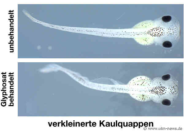 Studie der Universität Ulm: Glyphosat zählt zu Hauptursachen für weltweites Amphibiensterben