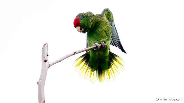 Why are there so many parrots in Los Angeles?