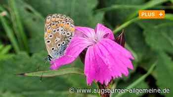 Landesgartenschau: Förderkreis fordert Lärm-, Natur- und Denkmalschutz