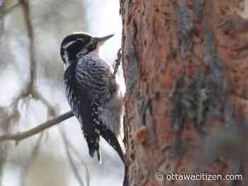 For birds, wildfires pose a hazard — but also opportunity
