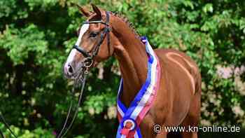 Holsteiner Pferdetage: Das sind die Siegerstuten und Landeschampions
